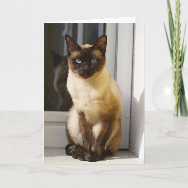 Schöne siamesische Katze Karte (Vorderseite)
