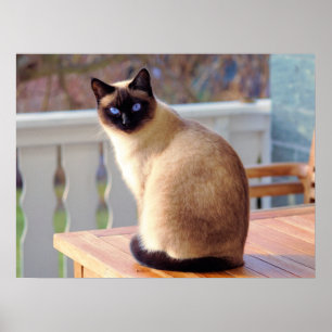 Schöne siamesische Katze mit blauen Augen Poster
