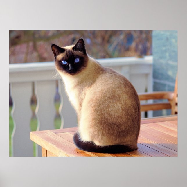 Schöne siamesische Katze mit blauen Augen Poster (Vorne)