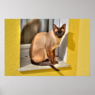 Schöne siamesische Katze Poster