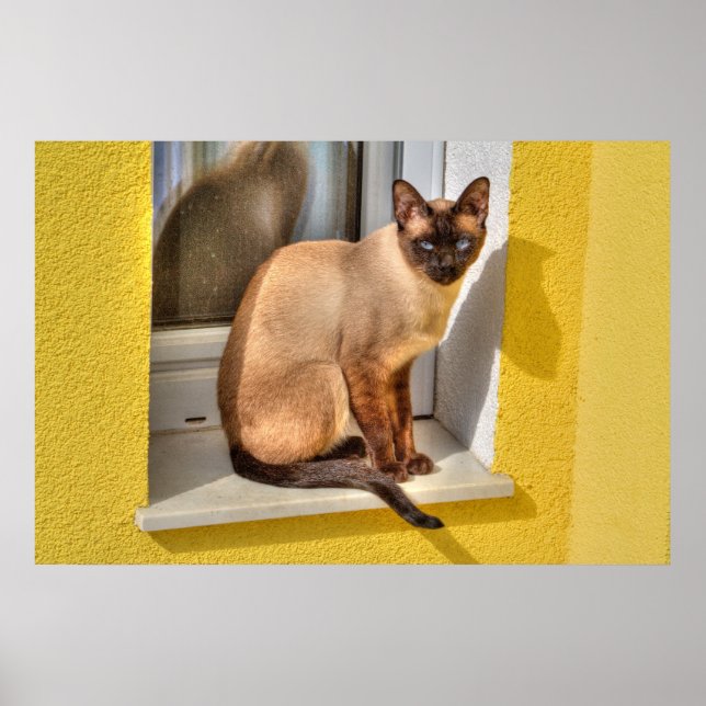 Schöne siamesische Katze Poster (Vorne)