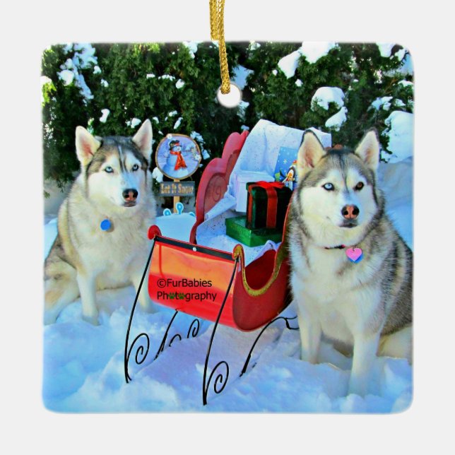 Schöne sibirische Huskies Keramikornament (Vorderseite)