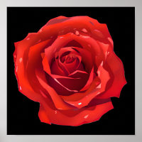 Schöne Single Rote Rose