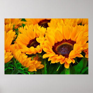 Schöne Sommer-Sonnenblumen-Gemälde Poster