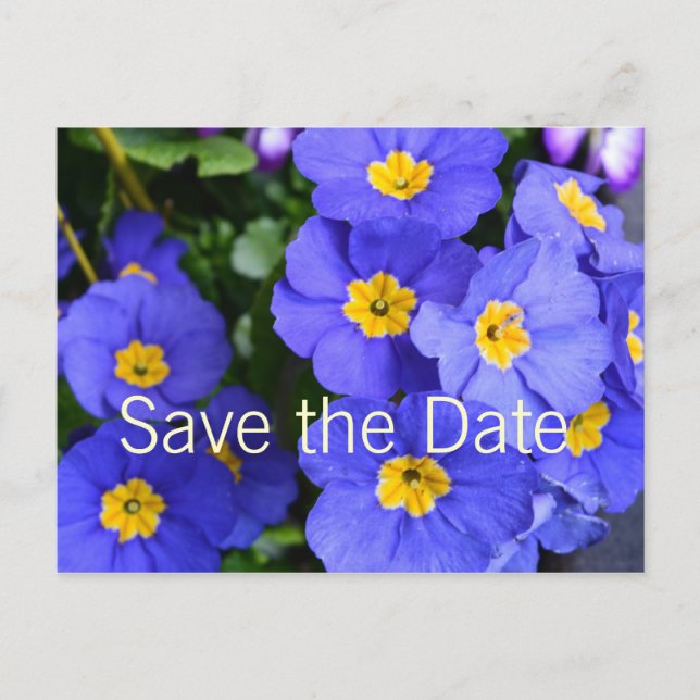schöne sommerblaue Blume Save the Date Ankündigungspostkarte (Vorderseite)