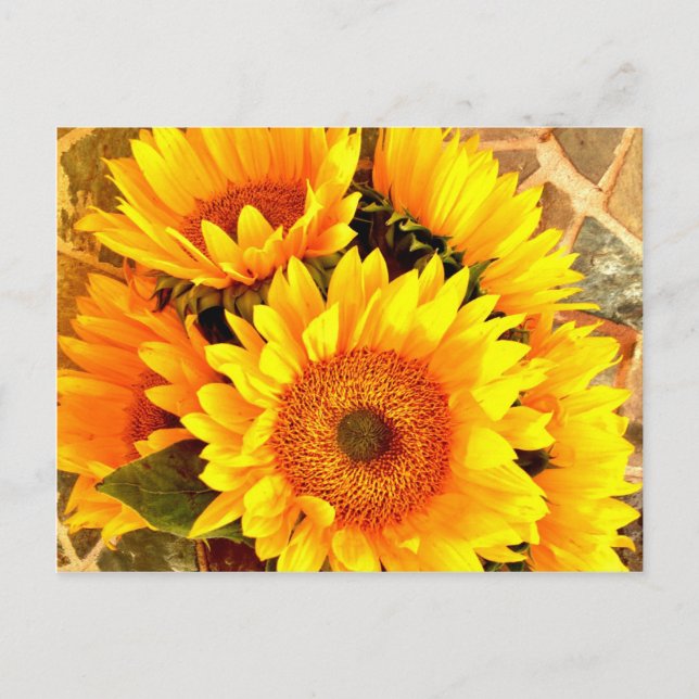 Schöne Sonnenblume Bouquet Geschenke Postkarte (Vorderseite)