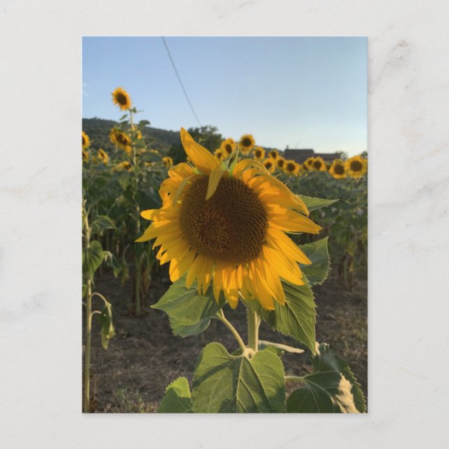 Schöne Sonnenblume in der Sommersonne Postkarte (Vorderseite)