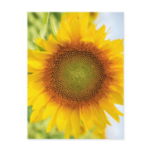 Schöne Sonnenblume mit Helen Keller Quote