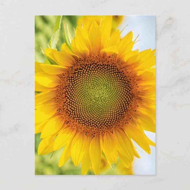 Schöne Sonnenblume mit Helen Keller Quote Postkarte (Vorderseite)