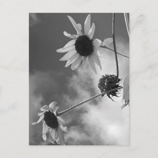 Schöne Sonnenblumen in Schwarz und Weiß Postkarte