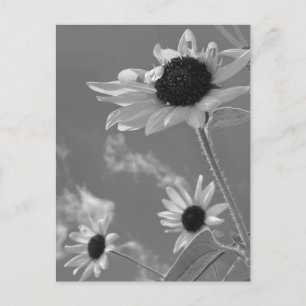 Schöne Sonnenblumen in Schwarz und Weiß Postkarte