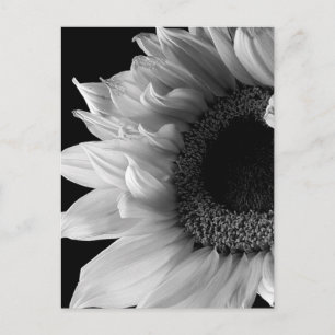 Schöne Sonnenblumenporträt in Schwarz und Weiß Postkarte