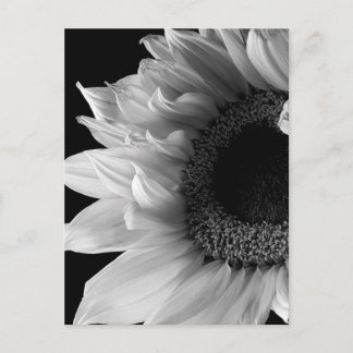 Schöne Sonnenblumenporträt in Schwarz und Weiß Postkarte