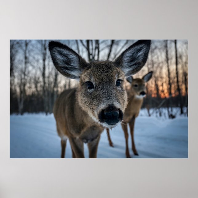 SCHÖNE SONNENGESCHICHTE MIT WILDIGEM LEBEN POSTER (Vorne)