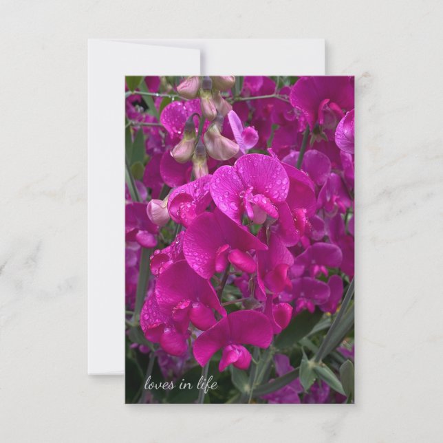 Schöne Strand Sweet Pea Mitteilungskarte (Vorderseite)