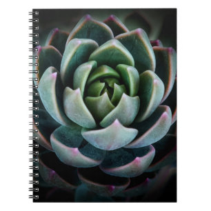 Schöne Sukkulenten-Blumen-Naturfotografie Notizblock