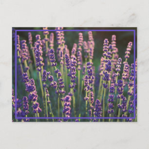 Schöne Sunlit Lavender Blume Postkarte