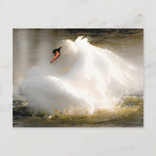 Schöne Swan Post Card Postkarte