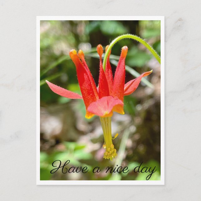 Schöne Tage Postkarte (Vorderseite)