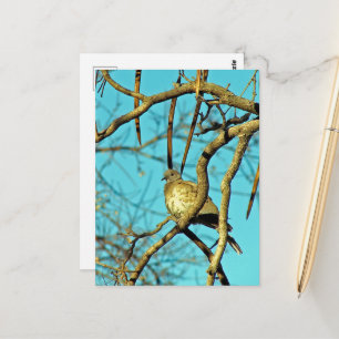 Schöne Taube in einem Baum Postkarte
