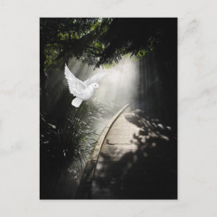 Schöne Taube Postkarte