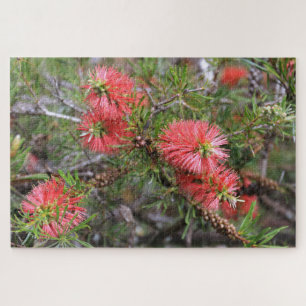 Schöne, tiefrosa, australische Bottlebrush Puzzle