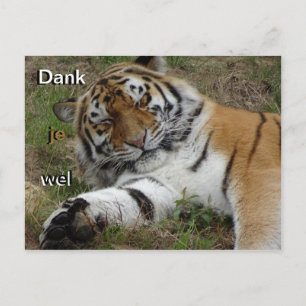 Schöne Tiger Danke Postkarte