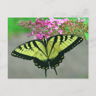 Schöne Tiger-Frack-Schmetterlings-Postkarte 6 Postkarte
