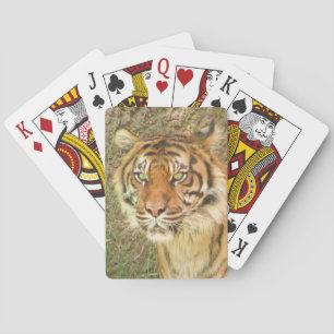 Schöne Tiger Spielkarten! Spielkarten