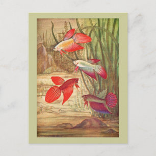 Schöne Tropenfisch-Postkarte Postkarte