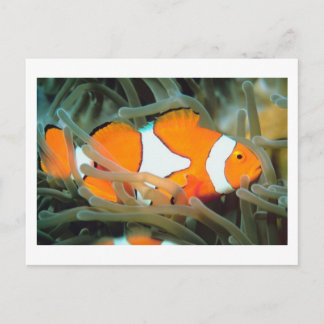 Schöne Tropenfisch-Postkarte Postkarte