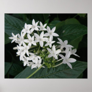 Schöne tropische Blume drucken Poster