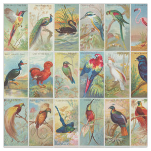 Schöne tropische Vogel19. jahrhundert Illustratio Stoff