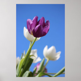 Schöne Tulips Poster
