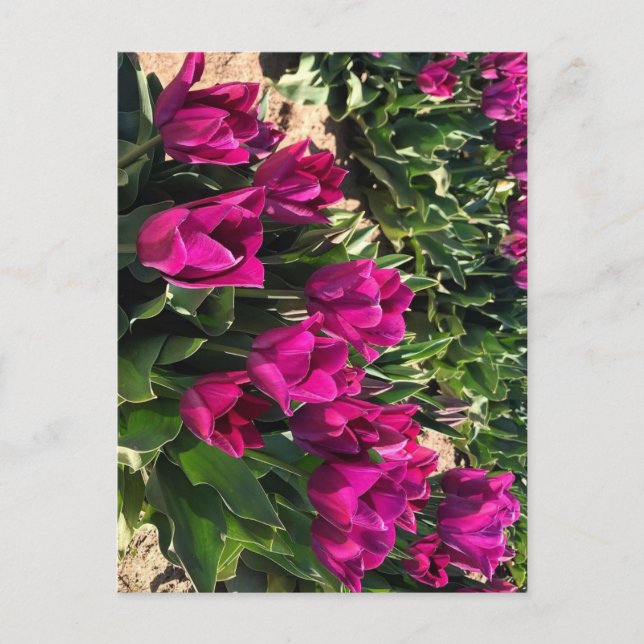 Schöne Tulips Postkarte (Vorderseite)
