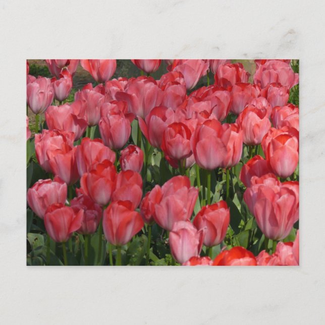 Schöne Tulips Postkarte (Vorderseite)