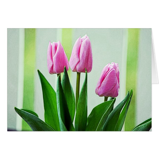 Schöne Tulpe-Blume, grüne Blätter (Vorderseite (Horizontal))