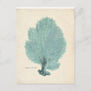 Schöne Türkis/Aqua-Pazifik-Fan Postkarte