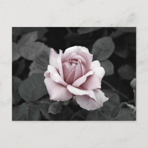 Schöne verblasste rosa Rosenblüten-Druck Postkarte