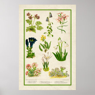 Schöne Vintag Inspirierte botanische Farbe Poster