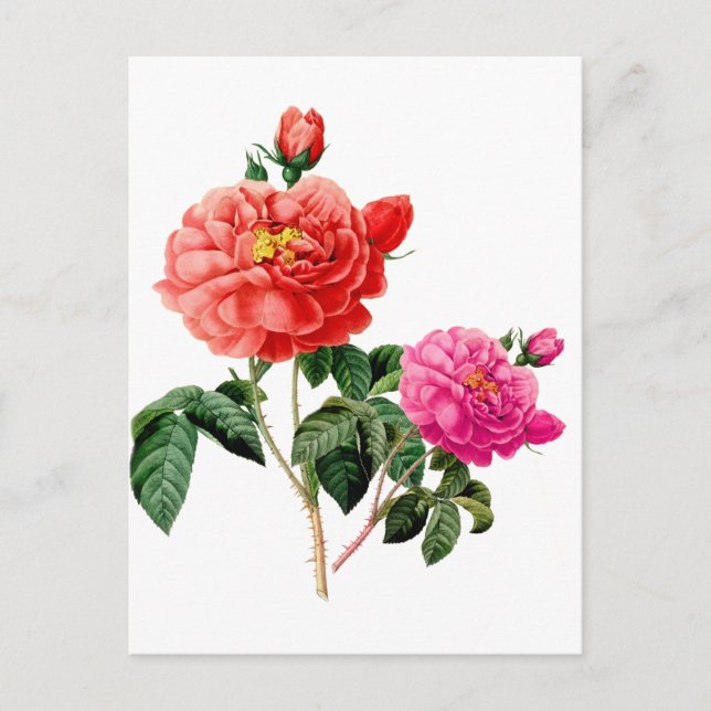 schöne, Vintage Blume in Rot und Rosa Postkarte (Vorderseite)
