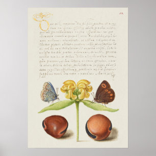 Schöne Vintage botanische Illustration Poster