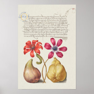 Schöne Vintage botanische Illustration Poster