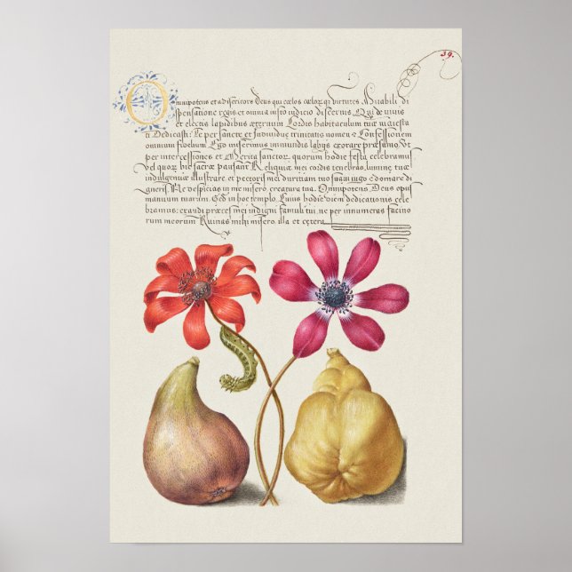 Schöne Vintage botanische Illustration Poster (Vorne)