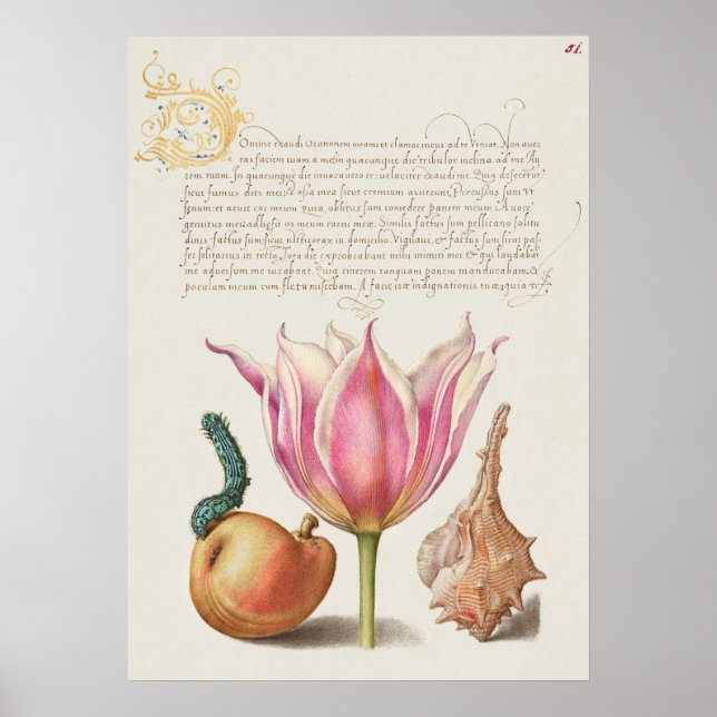 Schöne Vintage botanische Illustration Poster (Vorne)