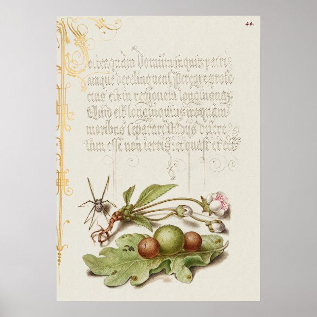 Schöne Vintage botanische Illustration Poster (Vorne)