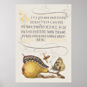 Schöne Vintage botanische Illustration Poster