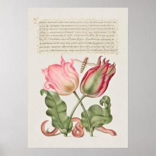 Schöne Vintage botanische Illustration Poster