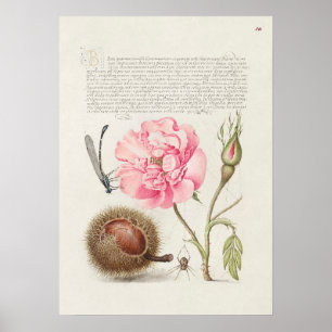 Schöne Vintage botanische Illustration Poster