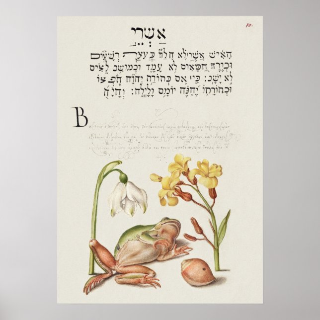 Schöne Vintage botanische Illustration Poster (Vorne)